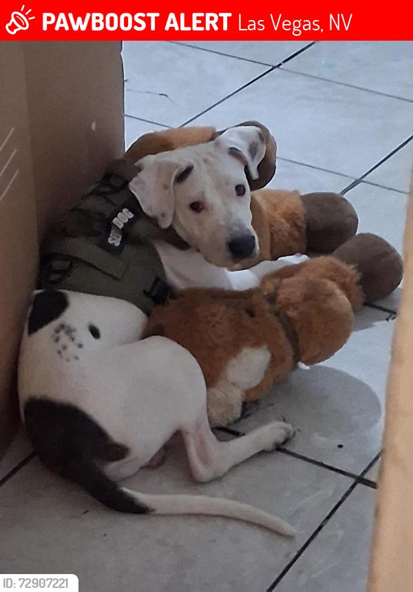 Lost Male Dog last seen 21st, Las Vegas, NV 89101