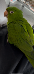 Lost Female Bird last seen Near st 32 place miami fl 33125, Miami, FL 33125