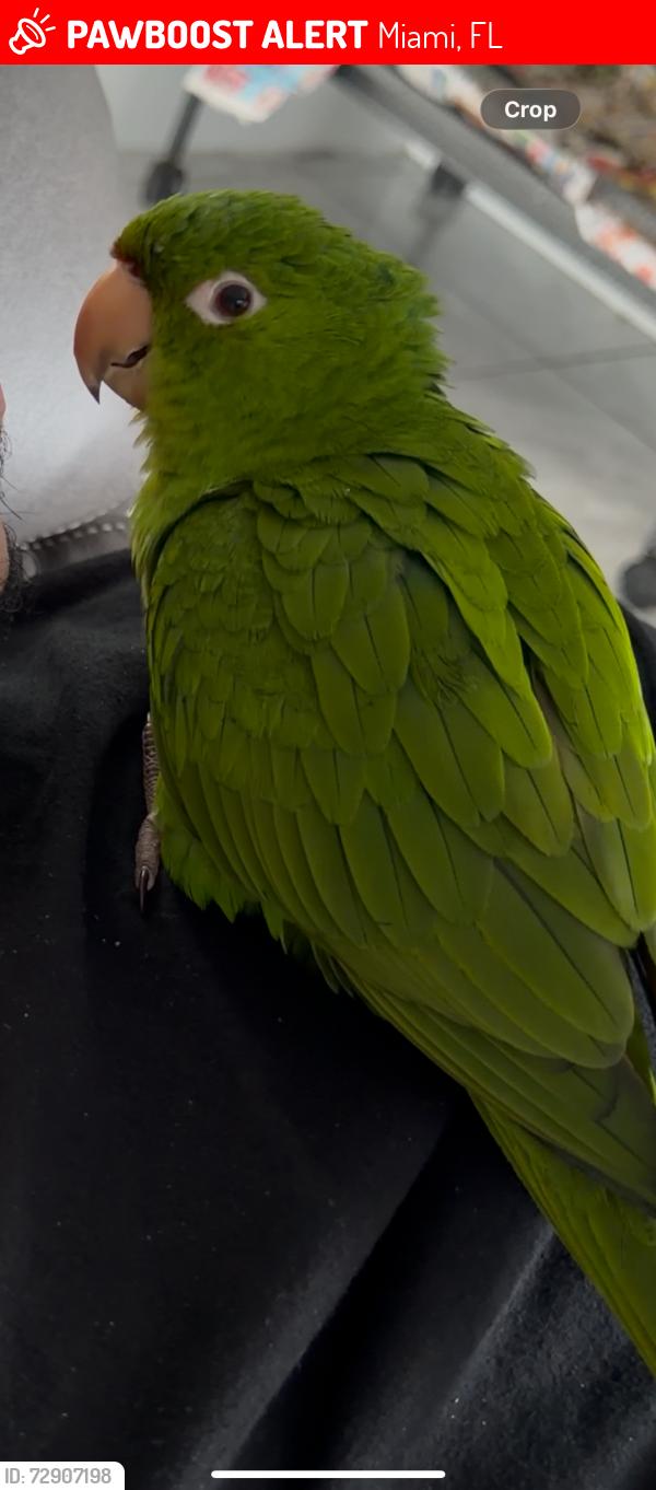 Lost Female Bird last seen Near st 32 place miami fl 33125, Miami, FL 33125