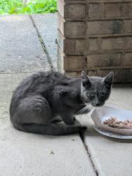 Found/Stray Unknown Cat last seen North Cassel Rd. and Tadmor Ct. , Vandalia, OH 45377