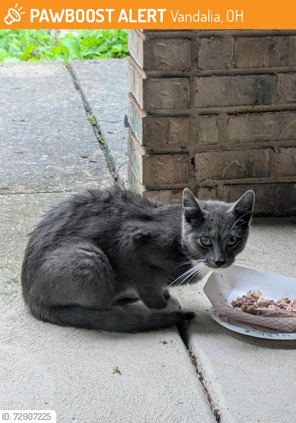 Found/Stray Unknown Cat last seen North Cassel Rd. and Tadmor Ct. , Vandalia, OH 45377