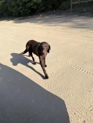 Reunited Female Dog last seen Glenwood farm , Wilmer, AL 36587