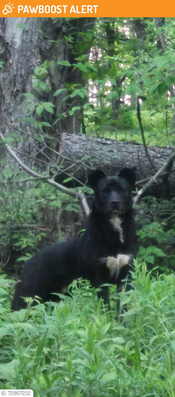 Found/Stray Unknown Dog last seen Ogden road johnstown pa, Jackson Township, PA 15909