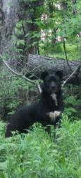 Found/Stray Unknown Dog last seen Ogden road johnstown pa, Jackson Township, PA 15909