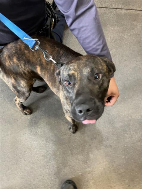 Shelter Stray Male Dog last seen Near BLOCK S JANE ST, HAYSVILLE KS 67060, Wichita, KS 67219