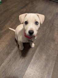 Found/Stray Female Dog last seen Poplar ave , Jonesboro, AR 72467