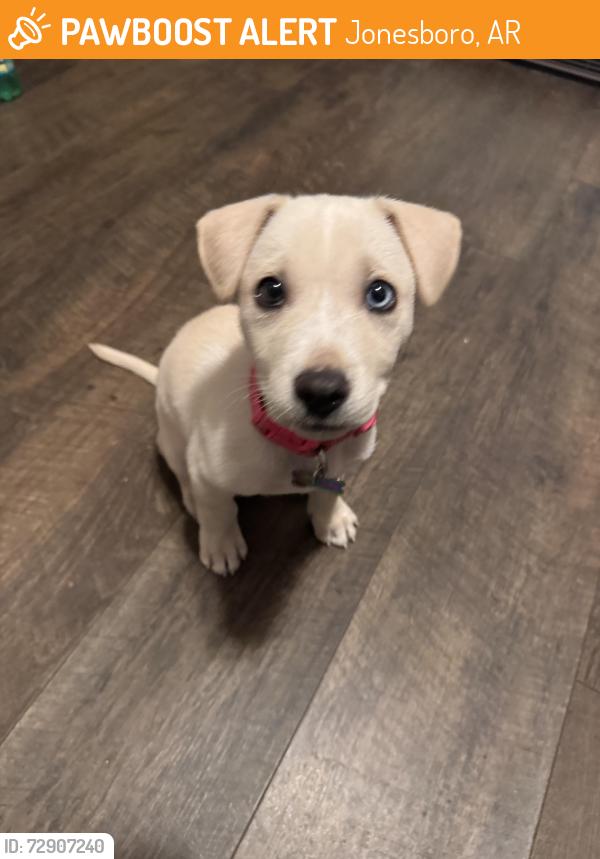 Found/Stray Female Dog last seen Poplar ave , Jonesboro, AR 72467