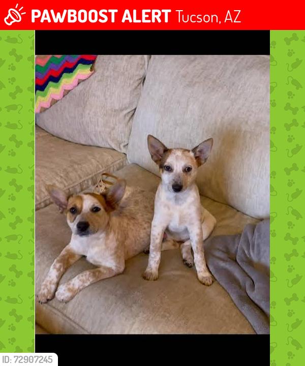 Lost Female Dog last seen Speedway and alvernon , Tucson, AZ 85712