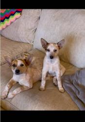 Lost Female Dog last seen Speedway and alvernon , Tucson, AZ 85712