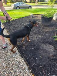Reunited Male Dog last seen Cypresswood Dr and Mantana Dr, Spring, TX 77388