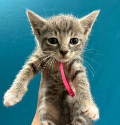 Shelter Stray Female Cat last seen Mumford Rd / Hope, Brazos County, TX, 5359 Leonard Rd, Bryan, TX 77807, USA