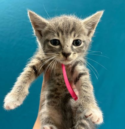 Shelter Stray Female Cat last seen Mumford Rd / Hope, Brazos County, TX, 5359 Leonard Rd, Bryan, TX 77807, USA