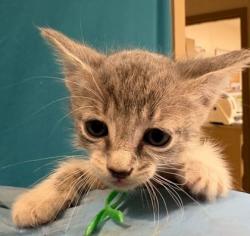 Shelter Stray Female Cat last seen Mumford Rd / Hope, Brazos County, TX, 5359 Leonard Rd, Bryan, TX 77807, USA