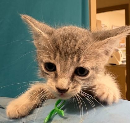 Shelter Stray Female Cat last seen Mumford Rd / Hope, Brazos County, TX, 5359 Leonard Rd, Bryan, TX 77807, USA