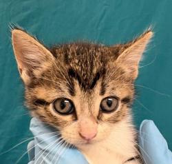 Shelter Stray Female Cat last seen Chestnut Oak Cir | Sequoia, City of College Station, TX, 5359 Leonard Rd, Bryan, TX 77807, USA