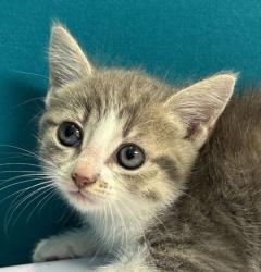 Shelter Stray Female Cat last seen Chestnut Oak Cir | Sequoia, City of College Station, TX, 5359 Leonard Rd, Bryan, TX 77807, USA