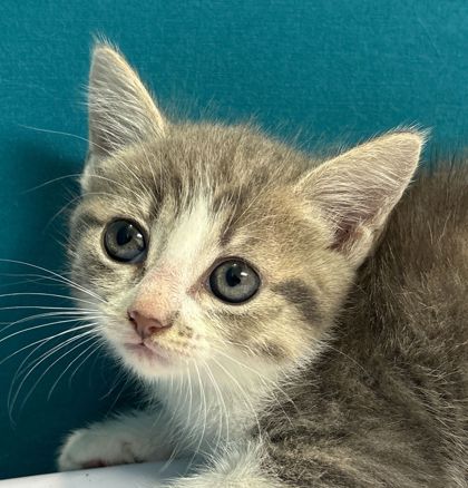 Shelter Stray Female Cat last seen Chestnut Oak Cir | Sequoia, City of College Station, TX, 5359 Leonard Rd, Bryan, TX 77807, USA