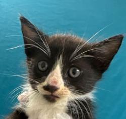 Shelter Stray Male Cat last seen Chestnut Oak Cir | Sequoia, City of College Station, TX, 5359 Leonard Rd, Bryan, TX 77807, USA