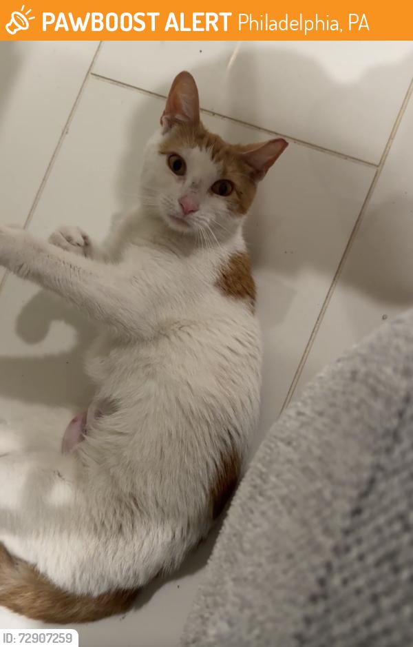 Found/Stray Unknown Cat last seen Near and Hancock st , Philadelphia, PA 19122