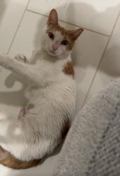 Found/Stray Unknown Cat last seen Near and Hancock st , Philadelphia, PA 19122