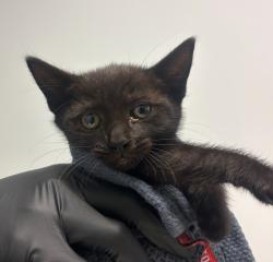 Shelter Stray Female Cat last seen Near Raedel Drive, San Diego, CA, 92154, San Diego, CA 92110