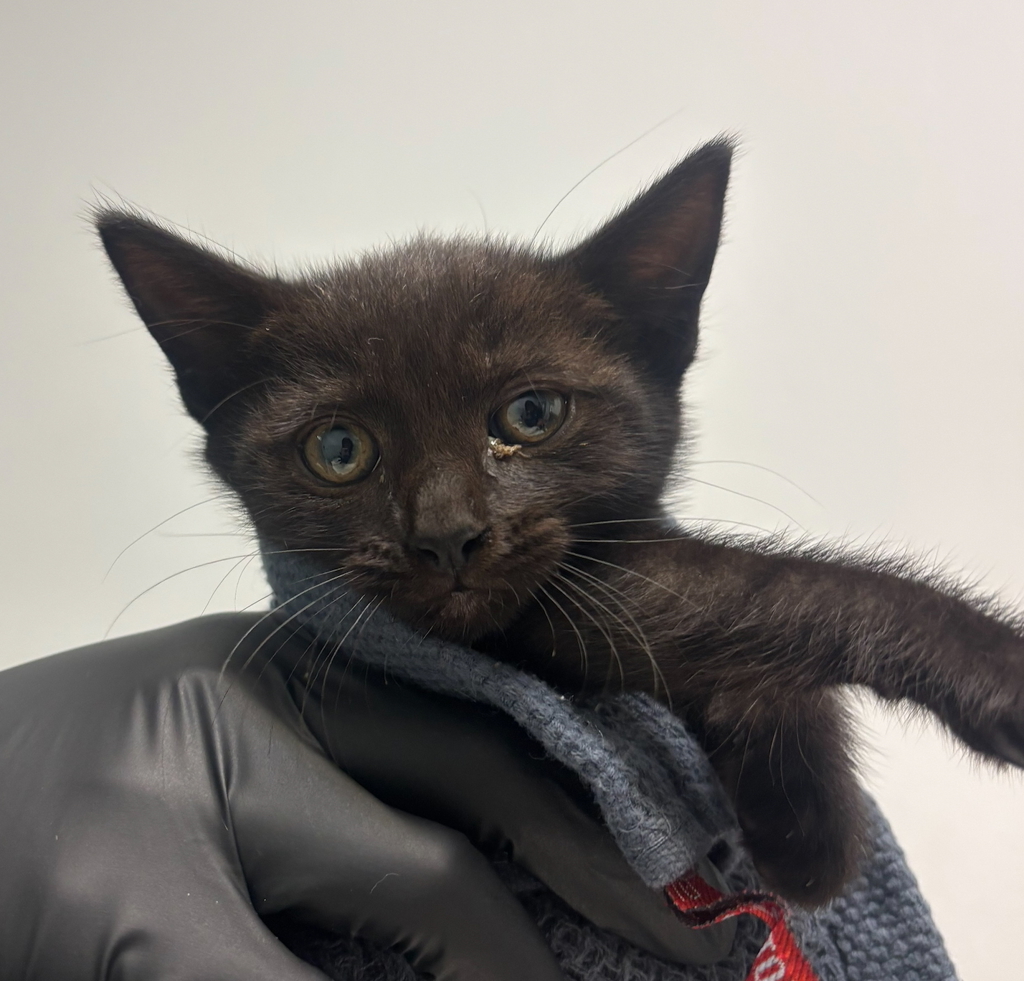 Shelter Stray Female Cat last seen Near Raedel Drive, San Diego, CA, 92154, San Diego, CA 92110