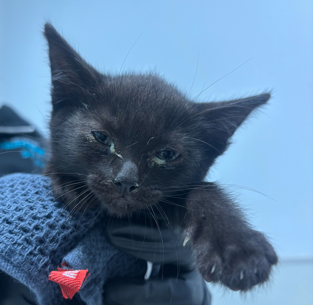 Shelter Stray Female Cat last seen Near Raedel Drive, San Diego, CA, 92154, San Diego, CA 92110