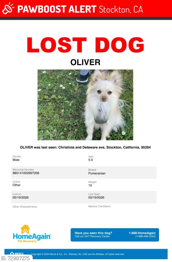 Lost Male Dog last seen Marine and Christina , Stockton, CA 95204