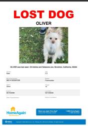 Lost Male Dog last seen Marine and Christina , Stockton, CA 95204