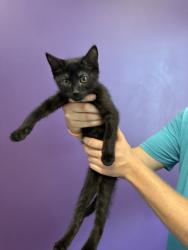 Shelter Stray Male Cat last seen Near S 1000 E, SALT LAKE CITY, UT, 84105, Taylorsville, UT 84123
