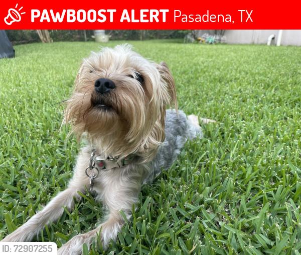 Lost Male Dog last seen Near Valero Thomas and Red Bluff, Pasadena, TX 77506
