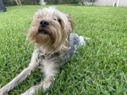 Lost Male Dog last seen Near Valero Thomas and Red Bluff, Pasadena, TX 77506