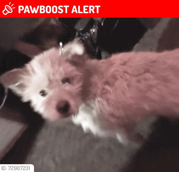 Lost Female Dog last seen Near Arrow Route, Rancho Cucamonga, CA 91739, Rancho Cucamonga, CA 91739