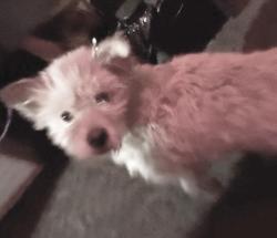 Lost Female Dog last seen Near Arrow Route, Rancho Cucamonga, CA 91739, Rancho Cucamonga, CA 91739