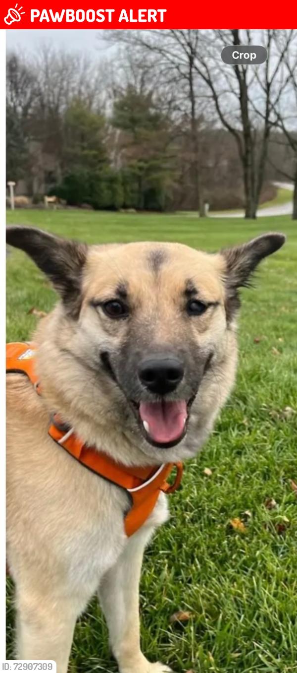 Lost Female Dog last seen Boot Rd., East Goshen Township, PA 19380