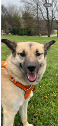 Lost Female Dog last seen Boot Rd., East Goshen Township, PA 19380