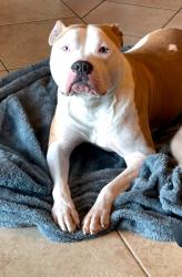 Reunited Female Dog last seen Near Grand Reserve Dr, Katy, TX 77494, Katy, TX 77494