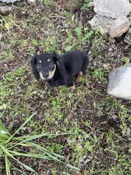 Lost Female Dog last seen Fryatt cemetery rd, Mammoth Spring, AR 72554