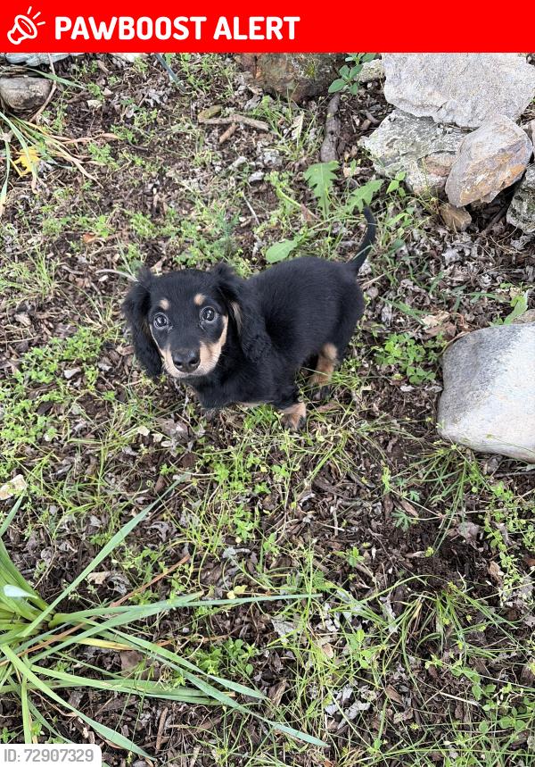 Lost Female Dog last seen Fryatt cemetery rd, Mammoth Spring, AR 72554