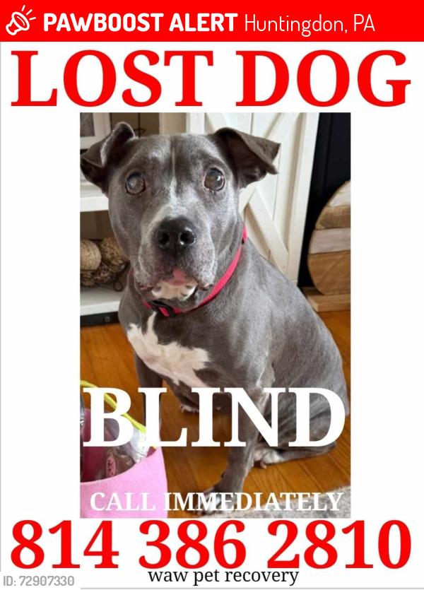 Lost Female Dog last seen Williamsburg Mountain Road Huntingdon, Pa 16652, Huntingdon, PA 16652