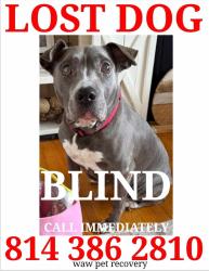 Lost Female Dog last seen Williamsburg Mountain Road Huntingdon, Pa 16652, Huntingdon, PA 16652