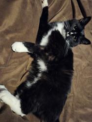 Lost Male Cat last seen Meeksville Rd, McArthur, OH 45651