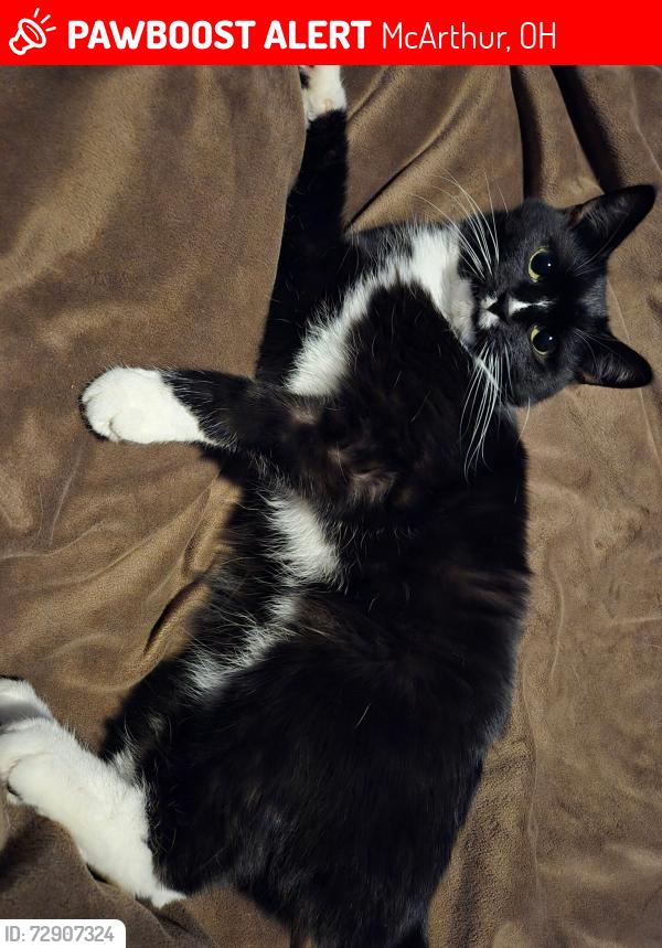 Lost Male Cat last seen Meeksville Rd, McArthur, OH 45651