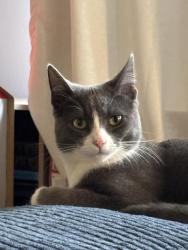 Reunited Female Cat last seen Alcott and Pico , Los Angeles, CA 90035