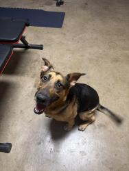 Found/Stray Female Dog last seen Running near Redland Ranch, San Antonio, TX 78247