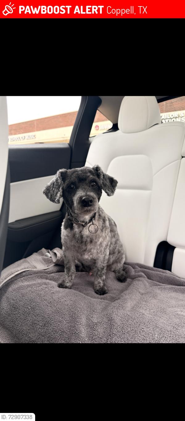Lost Male Dog last seen legacy ct coppell, Coppell, TX 75019