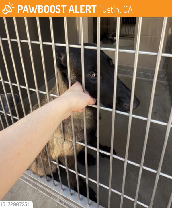 Found/Stray Female Dog last seen Oc animal Care at tustin, Tustin, CA 92782