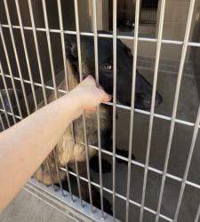 Found/Stray Female Dog last seen Oc animal Care at tustin, Tustin, CA 92782