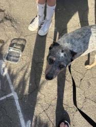 Found/Stray Female Dog last seen Papaya and hill dr, Vista, CA 92083