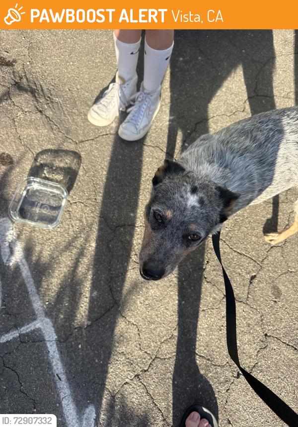 Found/Stray Female Dog last seen Papaya and hill dr, Vista, CA 92083